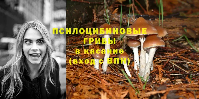 продажа наркотиков  Москва  Псилоцибиновые грибы Psilocybe 